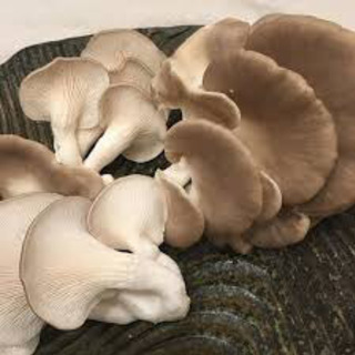🎶🌟🍄きのこ好き💓ヒラタケ食べたい🍄🌟🎶