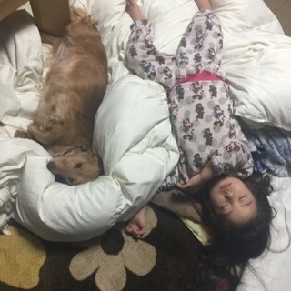 犬2匹の里親募集です。