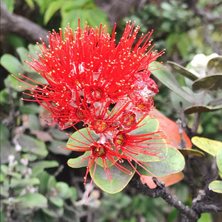 Halau Hula O Lehua Hoaheleの画像