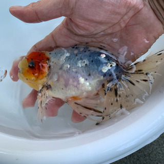 [本日限定特価] 関東東錦(浜松・梶山氏作出魚)売ります。の画像