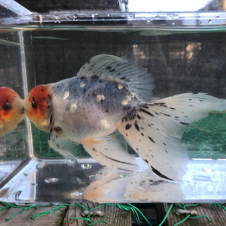 [本日限定特価] 関東東錦(浜松・梶山氏作出魚)売ります。の画像