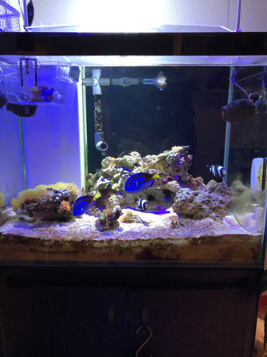 海水魚水槽生体込みフルセット