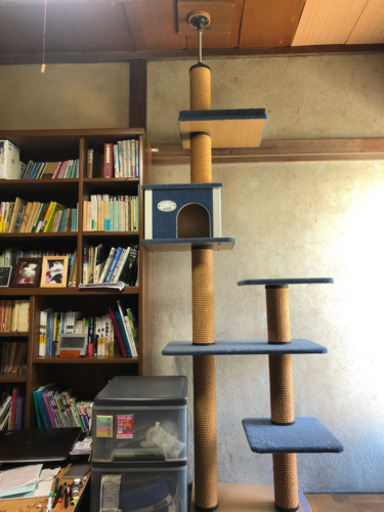 天井で固定するタイプのキャットタワー