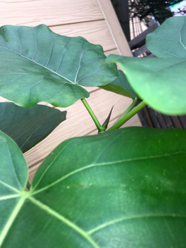 ウンベラータ大