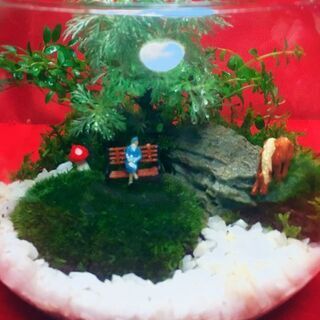 苔テラリウムのワークショッブ🍀