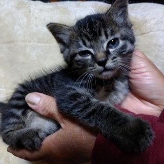 オスの仔猫です