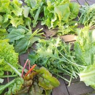 🥗秋冬野菜セット【よねベジ】の画像