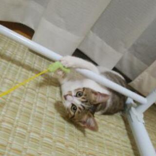 ５か月♀白キジのツンデレちゃん