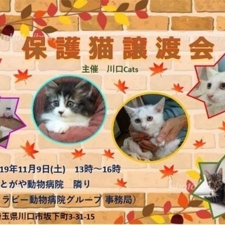ずっとのおうち探してます♪ 保護猫譲渡会