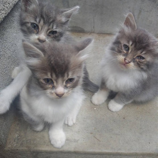 大切に飼ってくださる方を探しています