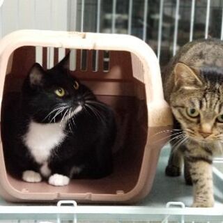 トライアル中　可愛い姉妹猫を可愛がってください