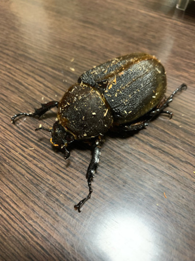 ヘラクレスヘラクレス CBF1 同腹即ブリペア