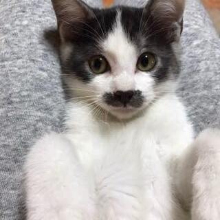 おひげ模様がキュートな男の子の画像