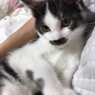 おひげ模様がキュートな男の子 - あま市
