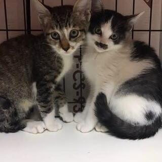 おひげ模様がキュートな男の子 - 猫