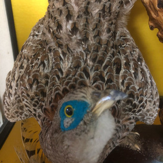 銀鶏鳥の剥製の画像