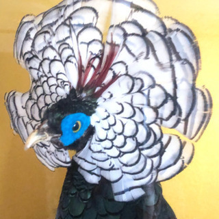 銀鶏鳥の剥製の画像