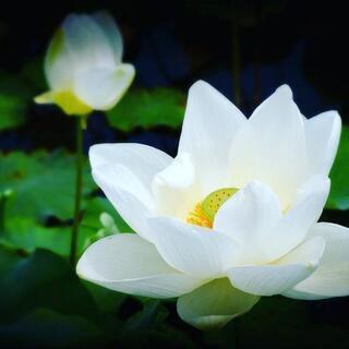 スリランカにアーユルヴェーダ留学