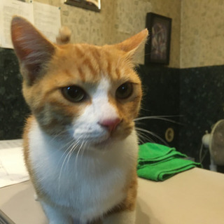 5ヶ月　オス猫です。里親募集。