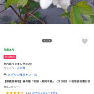 綿花の種♪ の画像