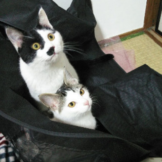 里親募集です。