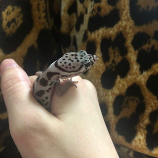 ヒョウモントカゲモドキの里親募集してます。