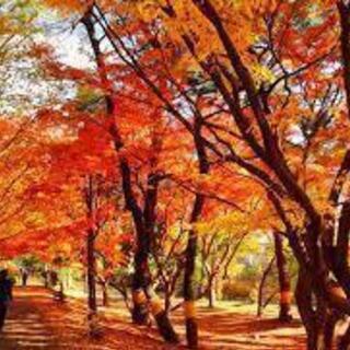 秋の紅葉に行きませんか？寺社、美術館サークル