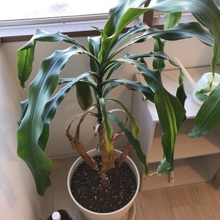 観葉植物