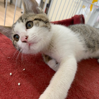 サバシロ子猫