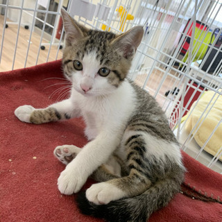 サバシロ子猫 - 日進市