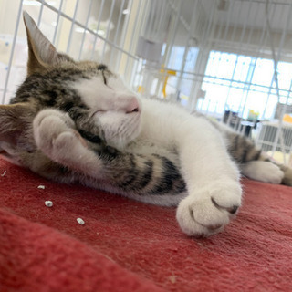 サバシロ子猫 - 猫