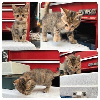 【里親募集】2ヶ月くらいの子猫