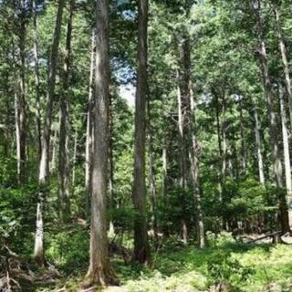 山林購入希望