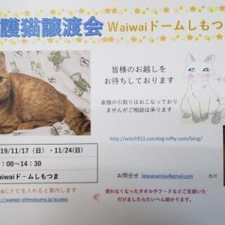 保護猫譲渡会　waiwaiドームしもつま