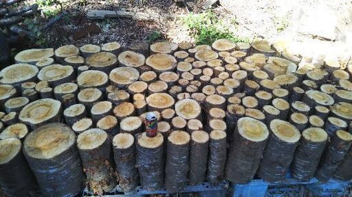 薪割りしたい方に！広葉樹ヤマザクラの玉切り丸太。長さ２９cm程度。軽トラ１台程度価格。少量販売歓迎。茨城県潮来市。