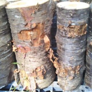 薪割りしたい方に！広葉樹ヤマザクラの玉切り丸太。長さ２９cm程度。軽トラ１台程度価格。少量販売歓迎。茨城県潮来市。の画像