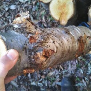 薪割りしたい方に！広葉樹ヤマザクラの玉切り丸太。長さ２９cm程度。軽トラ１台程度価格。少量販売歓迎。茨城県潮来市。の画像