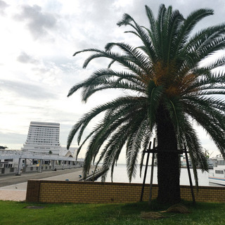 【女性限定】朝活🏃‍♀️✨朝から一緒にジョギングしませんか🌴 - スポーツ