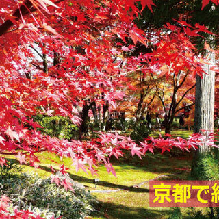ライトアップされた紅葉を見に行こう！男性２７歳～・女性２６歳～の...