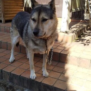 里親様宅で安心して過ごすことができました。 - 犬