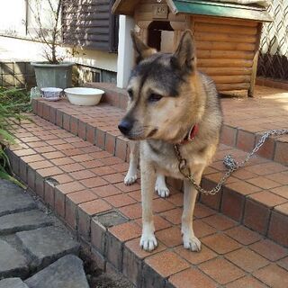 里親様宅で安心して過ごすことができました。 - 里親募集