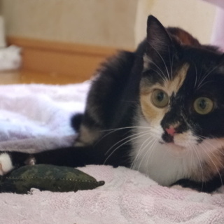 元気はつらつ三毛さび猫
