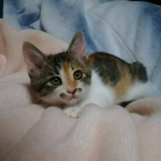 生後１ヶ月半の三毛猫ちゃん♀ - 新宮市