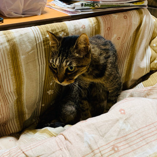 【緊急】お年寄り猫♀の里親を募集します！
