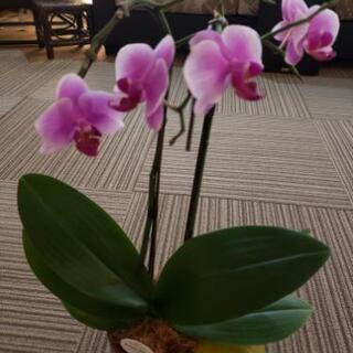 蘭の苗です。の画像