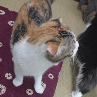 猫カフェฅ^•ω•^ฅ