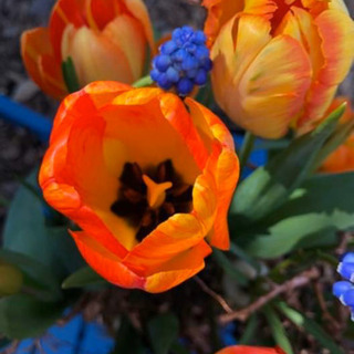 ks flower art  花の王国オランダ式フラワーアレンジ...