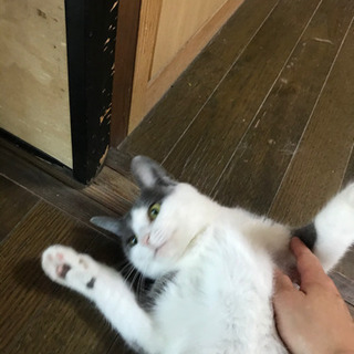 女の子、避妊済み。ゴシゴシ大好き❤️皮膚炎治療中です。