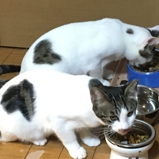 ♡模様の兄弟♡ニコ（男の子）ミシマ（女の子）7ヶ月