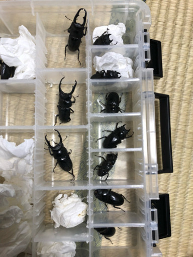 ネパレンシス♂♀♀トリオ【新成虫】②